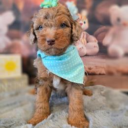 Tulip - Red merle female Aussiedoodle puppy in Prescott Valley, Arizona from Ramirez Family Doodles
