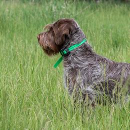 Wirehaired Pointing Griffons from Black Watch Griffons