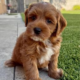 Marlin - Red male Australian Labradoodle puppy in Roseville, California from Darby Park Doodles