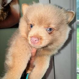 Boy b - Lavender male Pomeranian puppy in Knoxville, Tennessee from Thea's Puppies