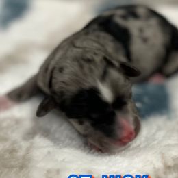 Boy 2 - Miniature Australian Shepherd puppy in Texas from Backwood Trails Australian Shepherds