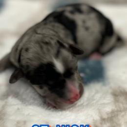 Boy 2 - Miniature Australian Shepherd puppy in Texas from Backwood Trails Australian Shepherds