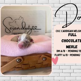 Dori - Liver and white Cardigan Welsh Corgi puppy in Westminster, Maryland from Serendipity Corgi's