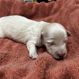 Boy 2 - male Dachshund puppy in Sheridan, Arkansas from Farmhouse Dachshunds