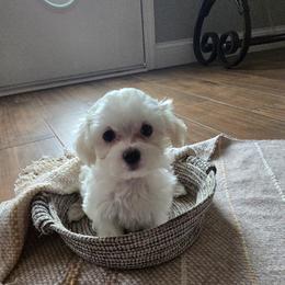 Angel - White male Maltese puppy in Brooksville, Florida from Vega's Maltese