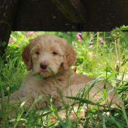 Helios - Cream male Labradoodle puppy in Grants Pass, Oregon from Oregon Valley Pups