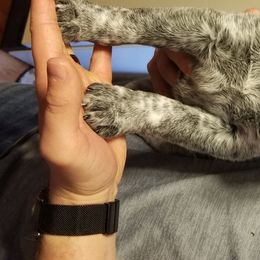 Australian Cattle Dog Puppies from Piney River Cattle Dogs