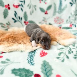 Beau - Piebald male Dachshund puppy in Salters, South Carolina from Long-Pine Dachshund