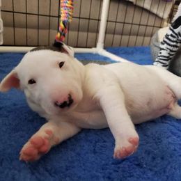 Miniature Bull Terrier Puppies from Tonka Miniature Bull Terriers
