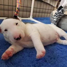 Miniature Bull Terrier Puppies from Tonka Miniature Bull Terriers