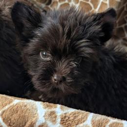 Barbie - Liver female Yorkshire Terrier puppy in Gaylesville, Alabama from Sweet Alabama Yorkies