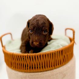 Sierra - Chocolate female Goldendoodle puppy in North Carolina from Tuxedo Mountain Doodles