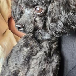 Jakarra - Poodle