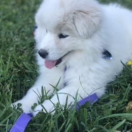 Samoyed Puppies from Morning Star Samoyeds