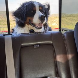Ripp - Bernese Mountain Dog
