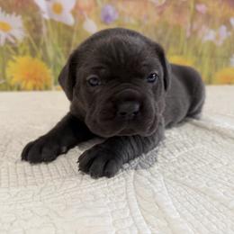 Annie- Gray- Female - Gray female Cane Corso puppy in Loogootee, Indiana from Walnut Creek Cane Corso