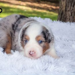 Leo - Australian Shepherd puppy from Northern Star Australian Shepherds