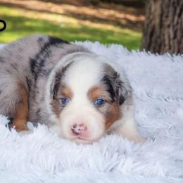 Leo - Australian Shepherd puppy from Northern Star Australian Shepherds