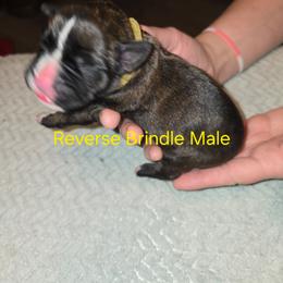 Yellow Collar - Brindle male Boxer puppy in Mount Zion, Illinois from Foulk's Boxer Puppies
