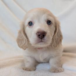 Polar - Cream male Dachshund puppy in San Diego, California from Sweetheart Doxies LLC