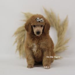 Pixie - Red  female Poodle puppy in Republic, Missouri from Red Skye Puppies