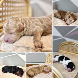 Poodle puppies from Cityscape Moyen Poodles
