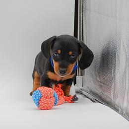 AKC Bandit - Black and tan male Dachshund puppy in Billings, Missouri from Bundles of Joy
