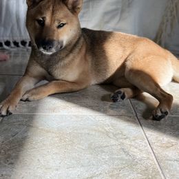 Rajah - Shiba Inu