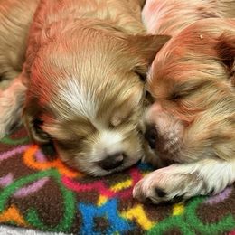 Cocker Spaniel Puppies from Bella Cavalier and Cockers