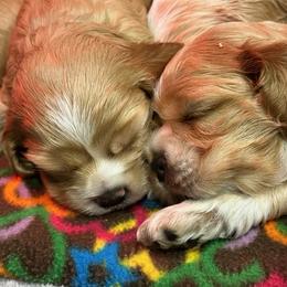 Cocker Spaniel Puppies from Bella Cavalier and Cockers