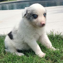 Border Collie Puppies from Bond Border Collies