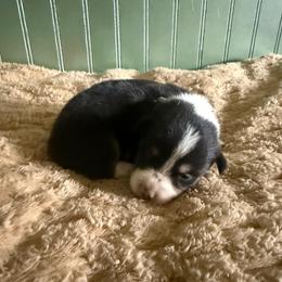 Dark Green Collar - Black and tan male Pembroke Welsh Corgi puppy in Derby, Iowa from Newton Hay & Cattle