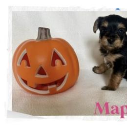 Yorkshire Terrier Puppies from Vanessa Alvarez