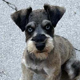 Miniature Schnauzers and Schnoodles from River and Pine Pups