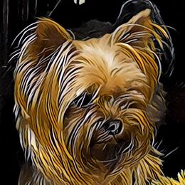 Lana - Portuguese Water Dog