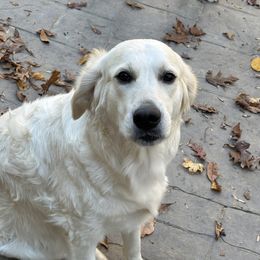 Oakley - Golden Retriever