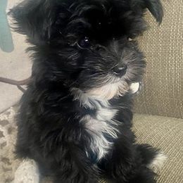 Shih Tzus, Shorkies, Yorkipoos, and Yorkshire Terriers from Little Rascal Ranch