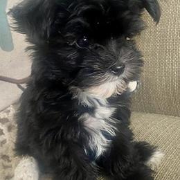 Shih Tzus, Shorkies, Yorkipoos, and Yorkshire Terriers from Little Rascal Ranch