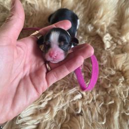 Agape - Tri-color female Cavalier King Charles Spaniel puppy in Springfield, Missouri from Caney Mountain Cavaliers LLC
