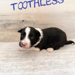 Toothless - Black and white male Border Collie puppy in Sanger, California from Flying M Cactus Ranch Buddies