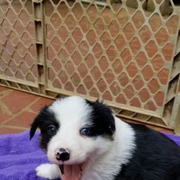 Border Collie Puppies from Soaring Borders Border Collies
