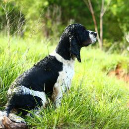 Scout - English Springer Spaniel