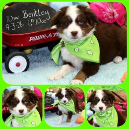 Bentley - Red tri male Toy Australian Shepherd puppy in Levelland, Texas from Once Upon a Time Aussies