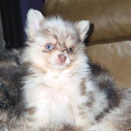 Hunnibunnies princess - Chocolate merle female Pomeranian puppy in Cleveland, Ohio from Hunnibunnies
