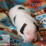 Pinto Bean - White male Tornjak puppy in Albright, West Virginia from Pine Spring Farm