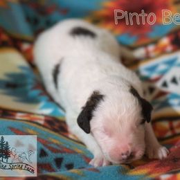 Pinto Bean - White male Tornjak puppy in Albright, West Virginia from Pine Spring Farm