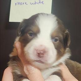 Boy 2 - Red tri male Miniature Australian Shepherd puppy in Hampton, Tennessee from TC Farms Stock Dogs - Miniature Australian Shepherds