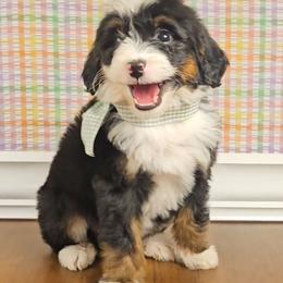 Sven - Tri-color male Bernedoodle puppy in Russell Springs, Kentucky from 270 Doodles