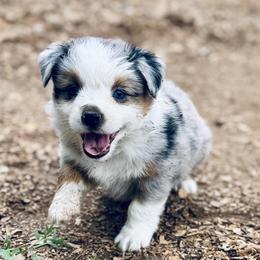 Poppy - Blue merle female Miniature Australian Shepherd puppy in Hempstead, Texas from Young Gun Aussies