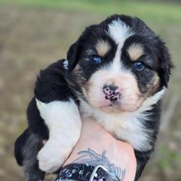 Panda - Black tri-color male Australian Shepherd puppy in London, Kentucky from Kenmont Kennels